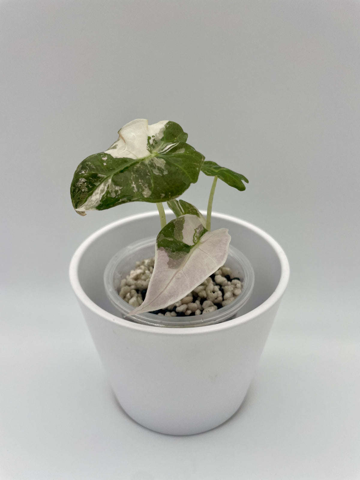 Alocasia Polly Pink Snowflake TC 01