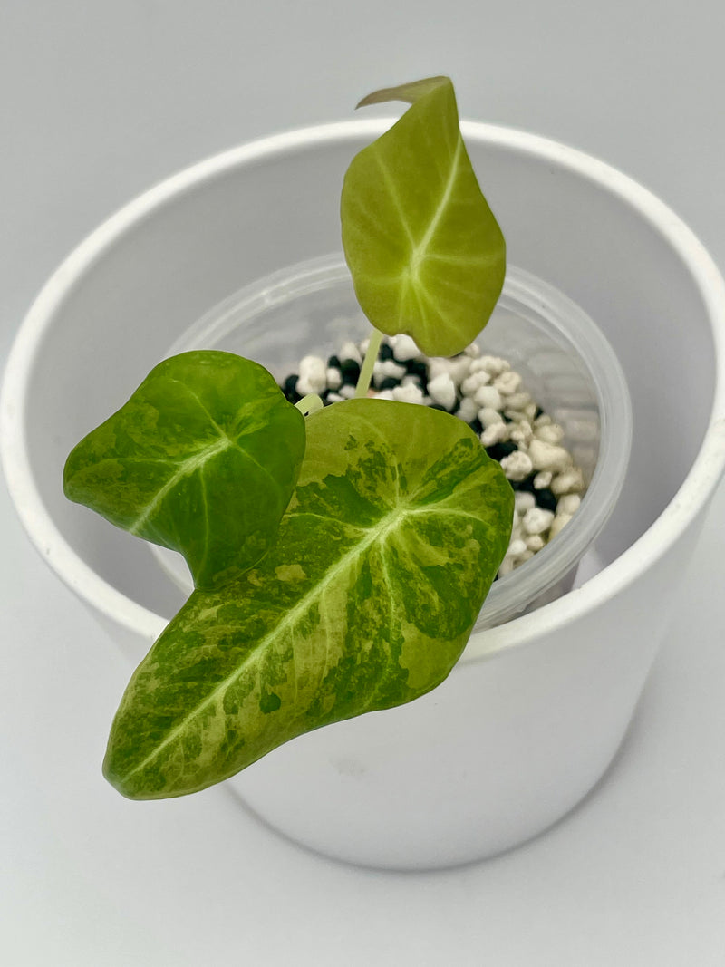 Alocasia Black Velvet Gold Var. TC 01
