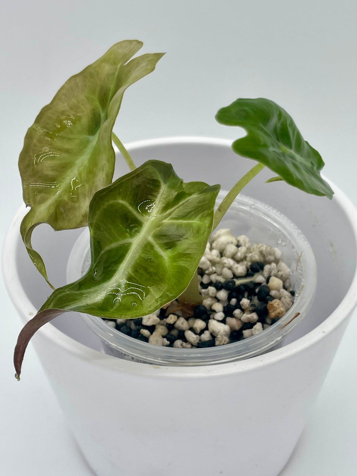 Alocasia Venom TC