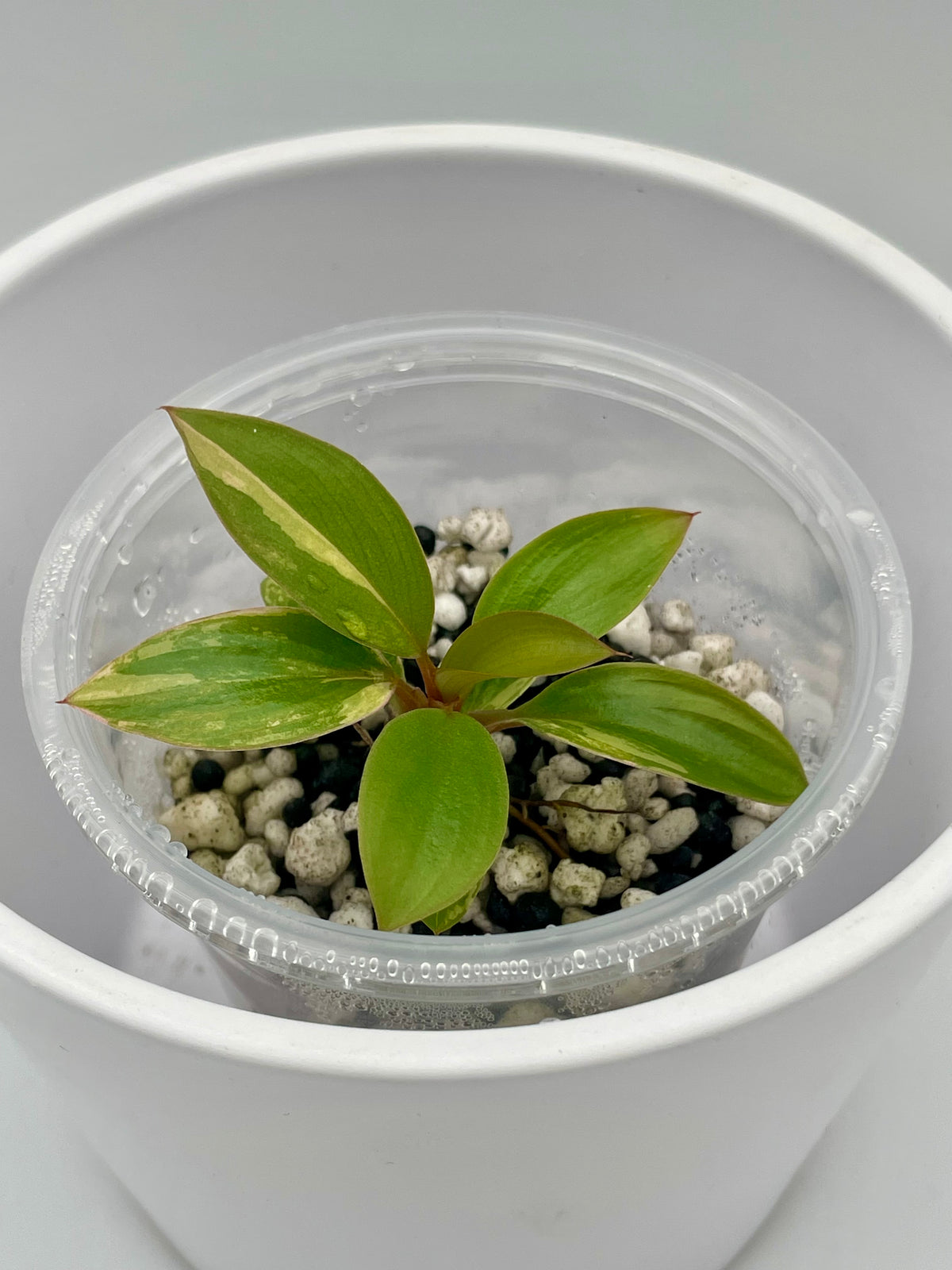 Philodendron Red Congo TC 02