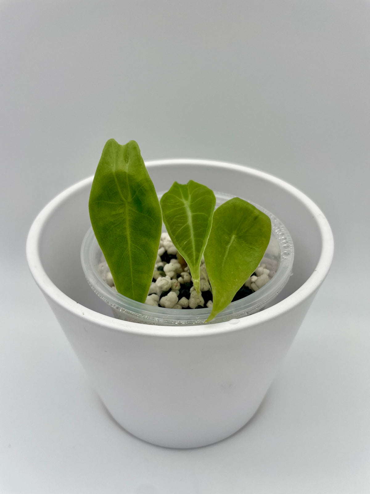 Alocasia Longiloba Purple TC 02