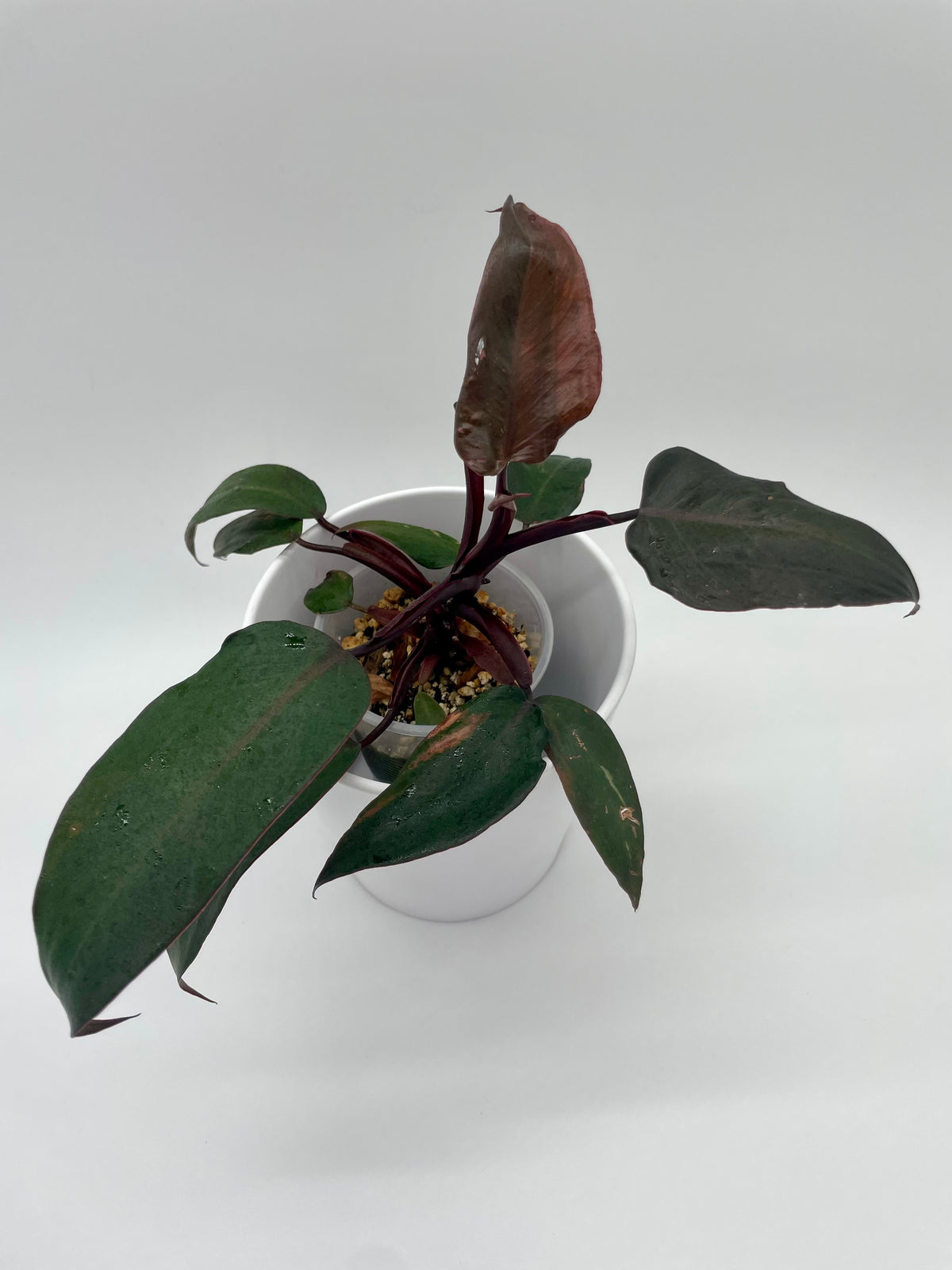 Philodendron Strawberry Shake (revert) 01