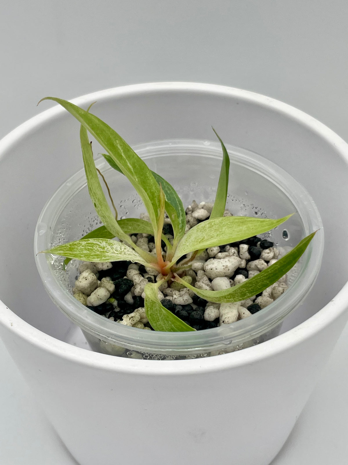 Philodendron Strawberry Caramel Var. TC 02