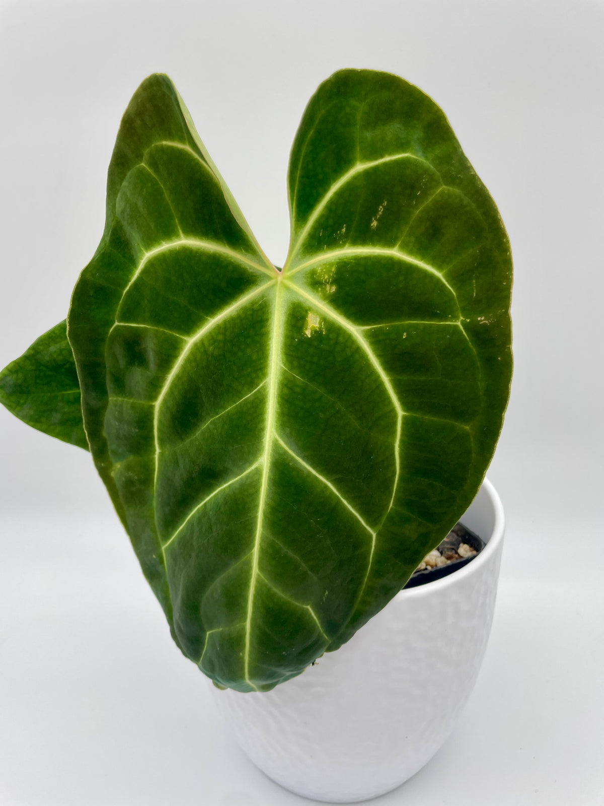 Anthurium Besseae aff 01