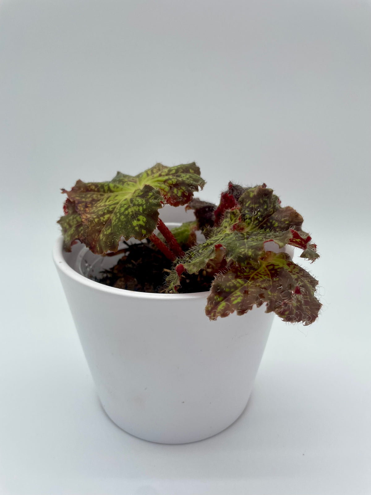 Begonia Hybrid
