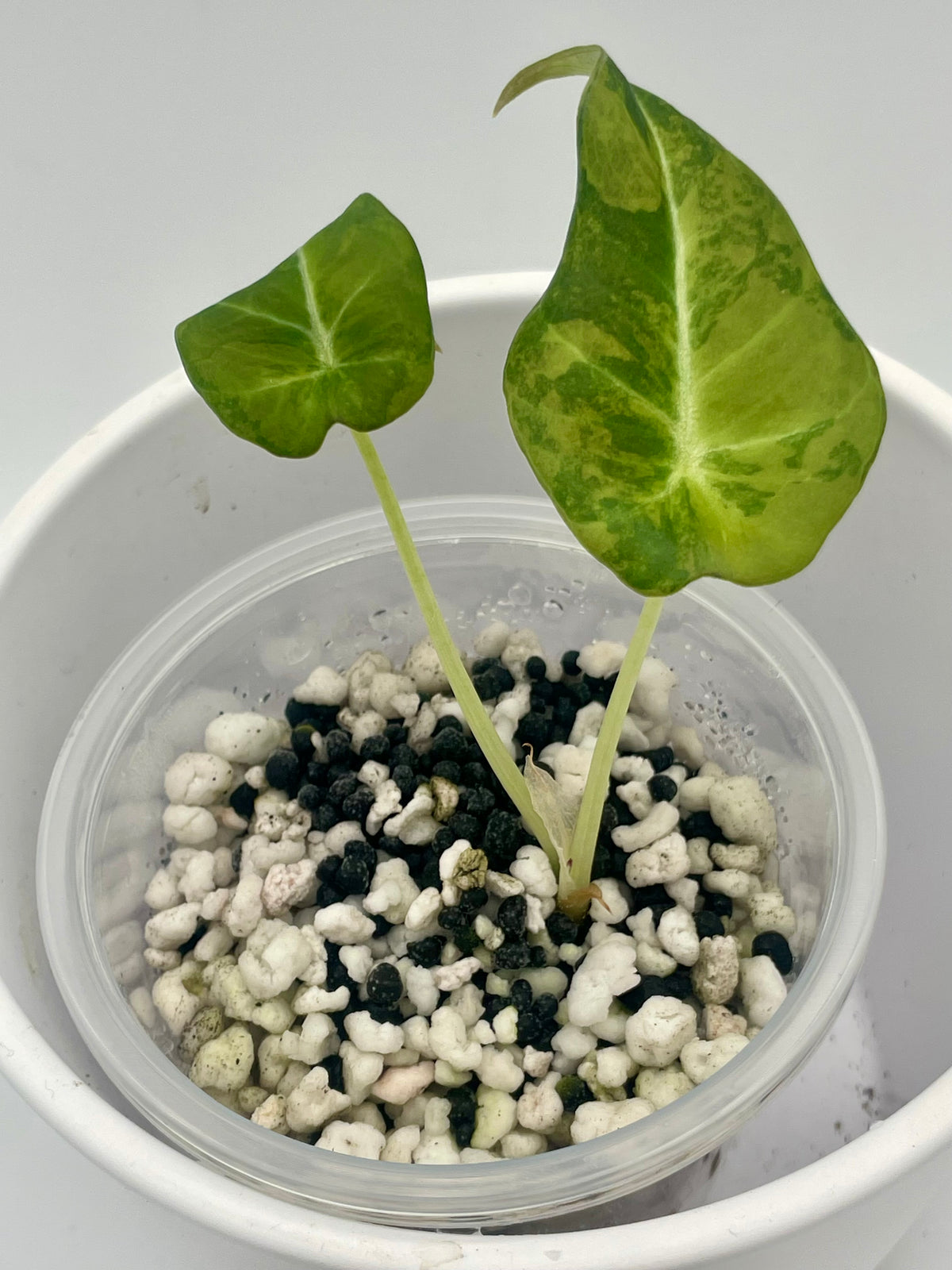 Alocasia Black Velvet Gold Var. TC