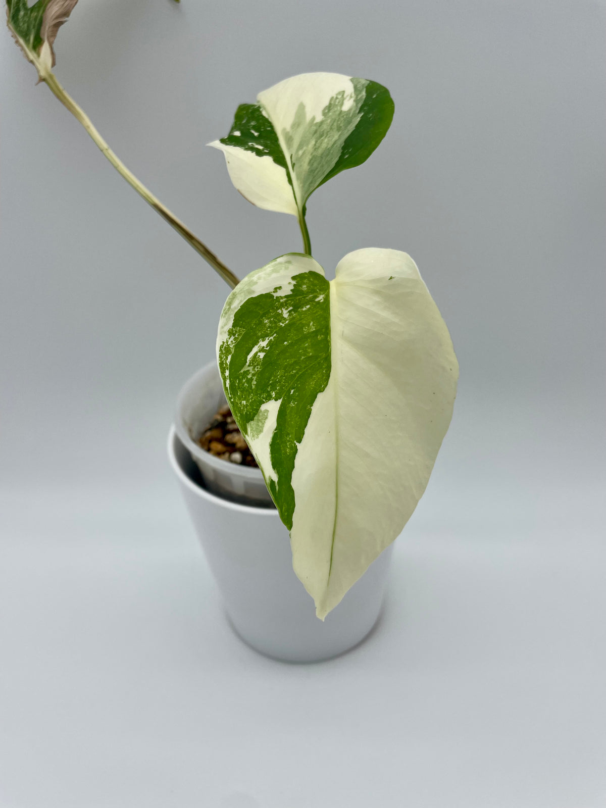 Monstera Albo Var. 01