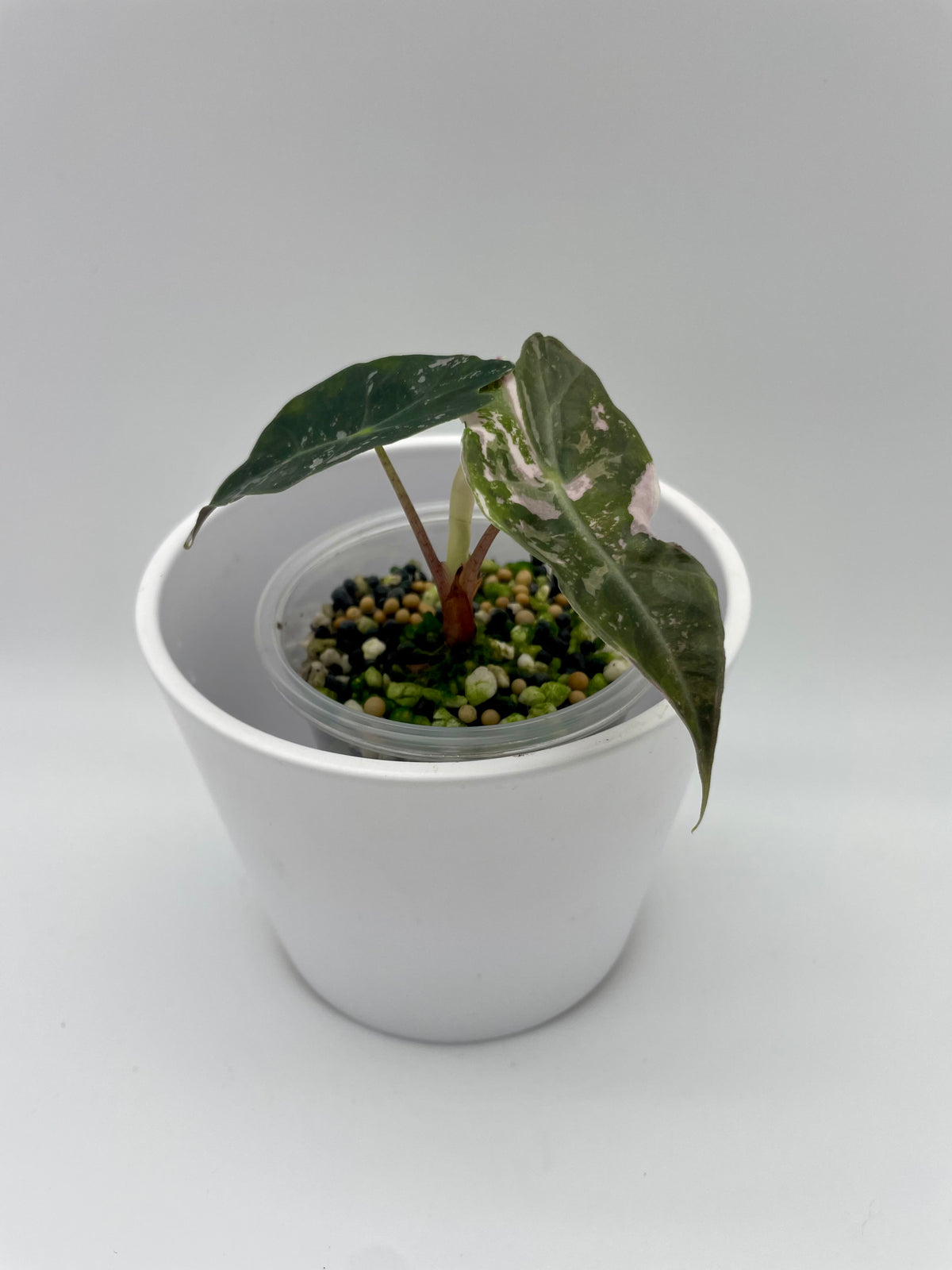 Alocasia Chantrieri Pink Var.