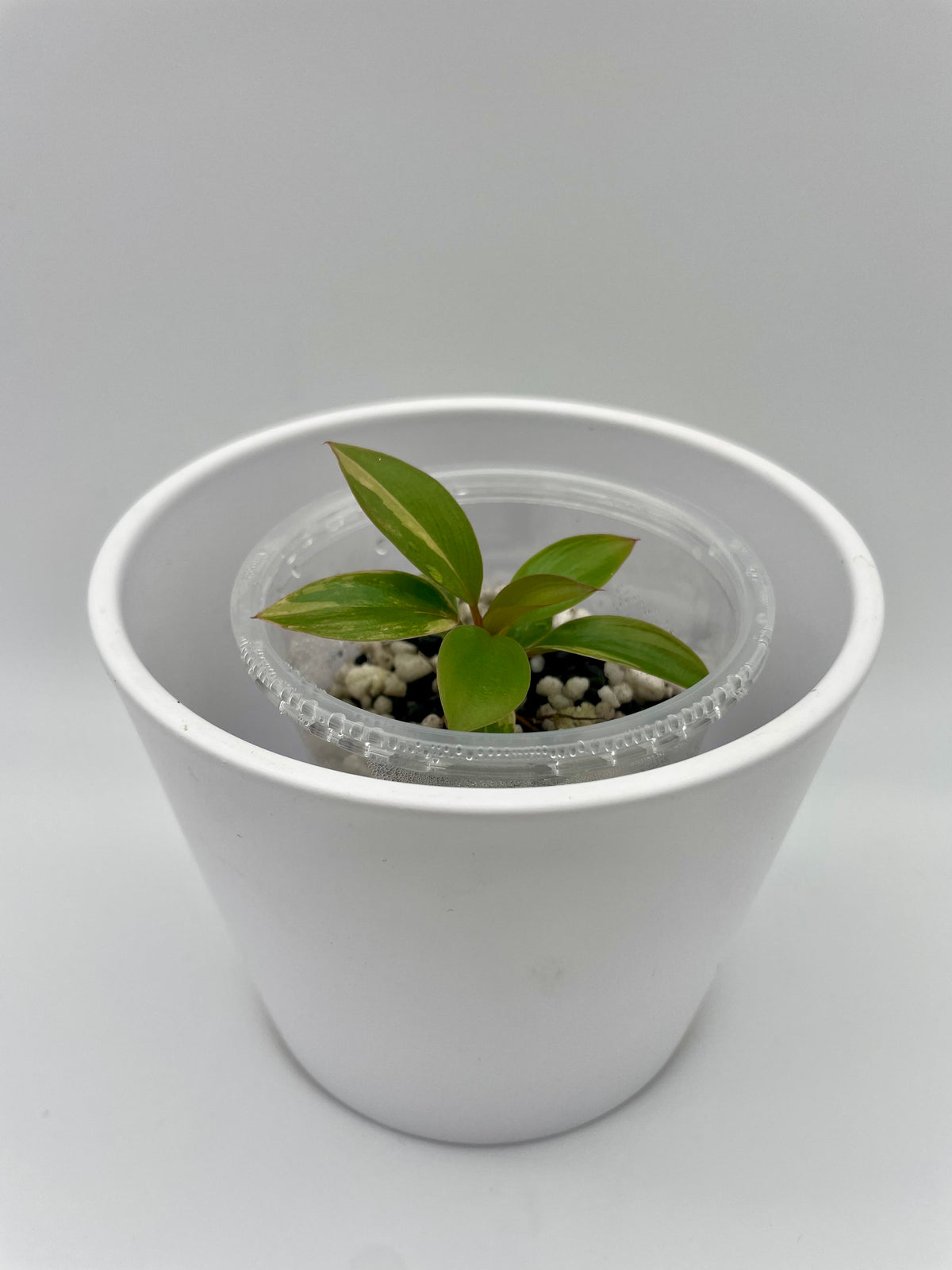 Philodendron Red Congo TC 02