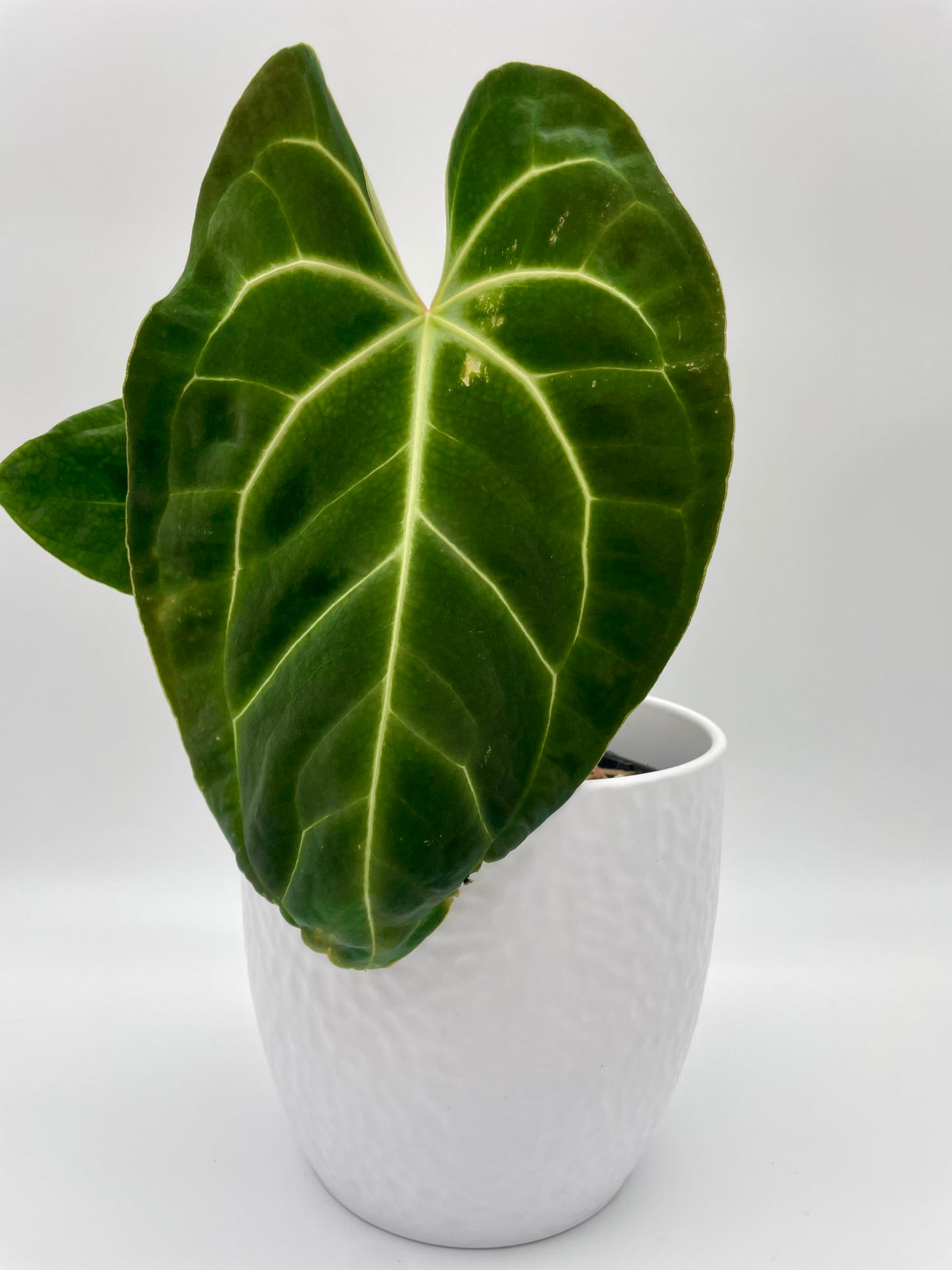 Anthurium Besseae aff 01