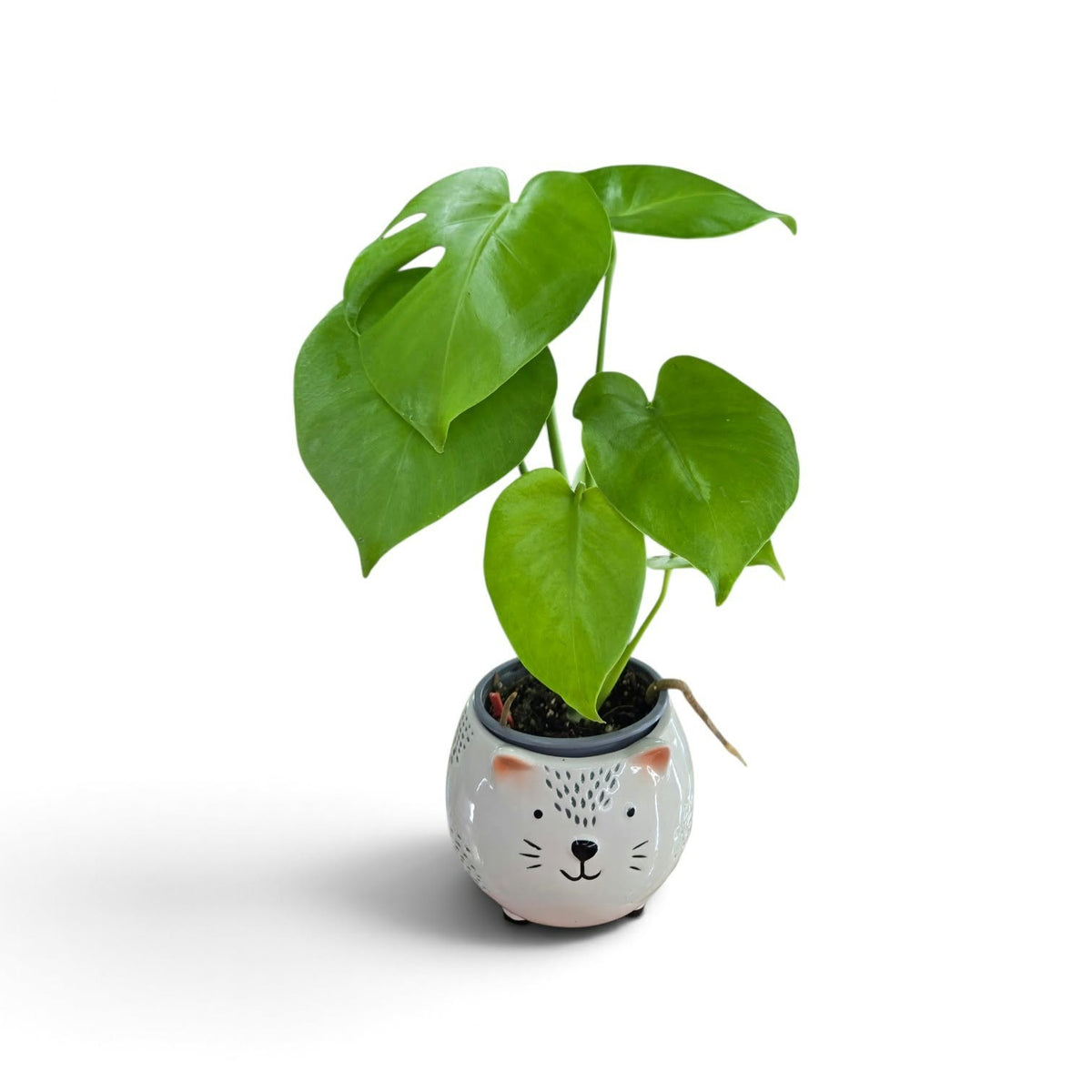 Monstera Super Golden