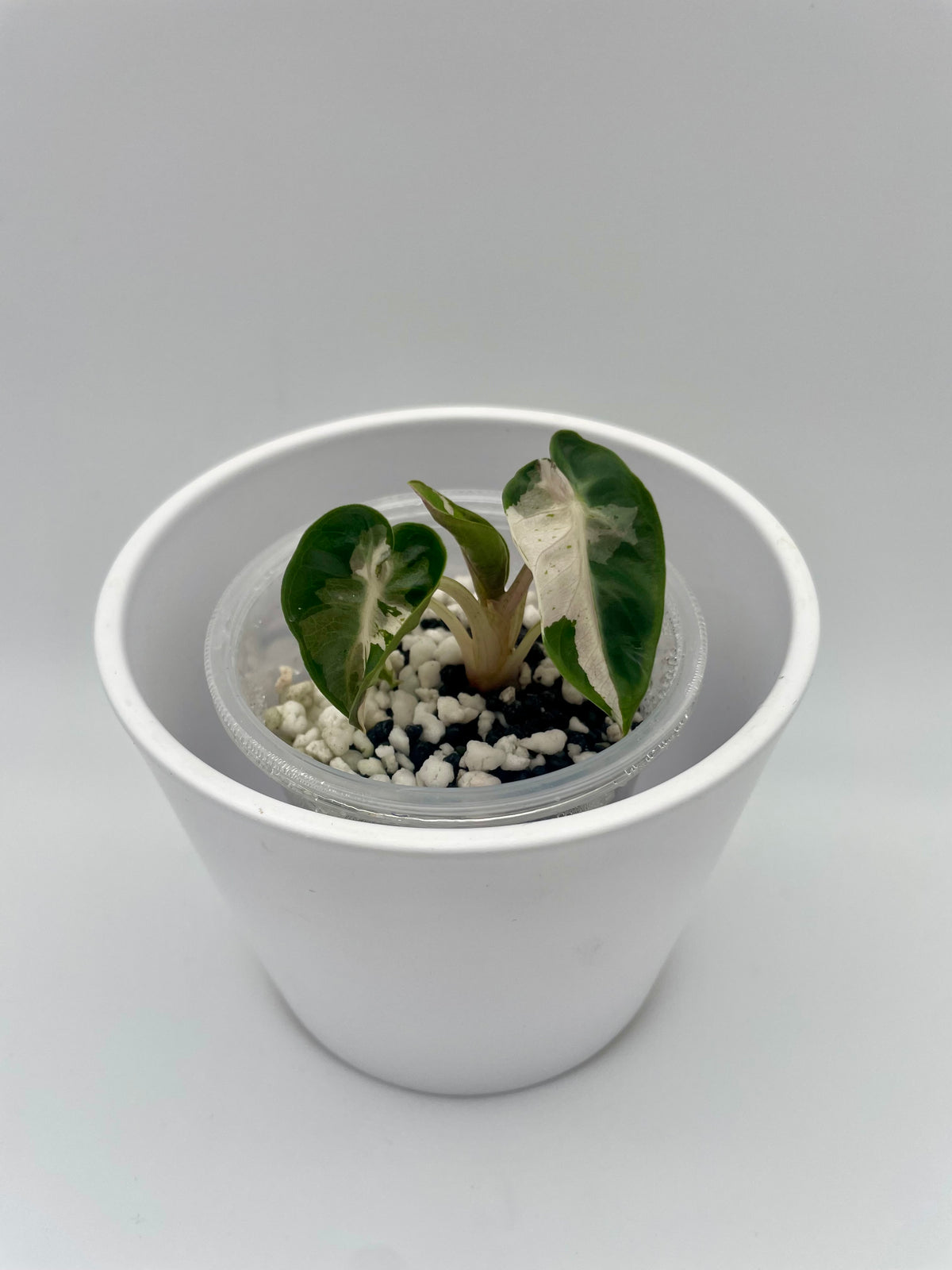 Alocasia Heart Balloon Pink Lava TC