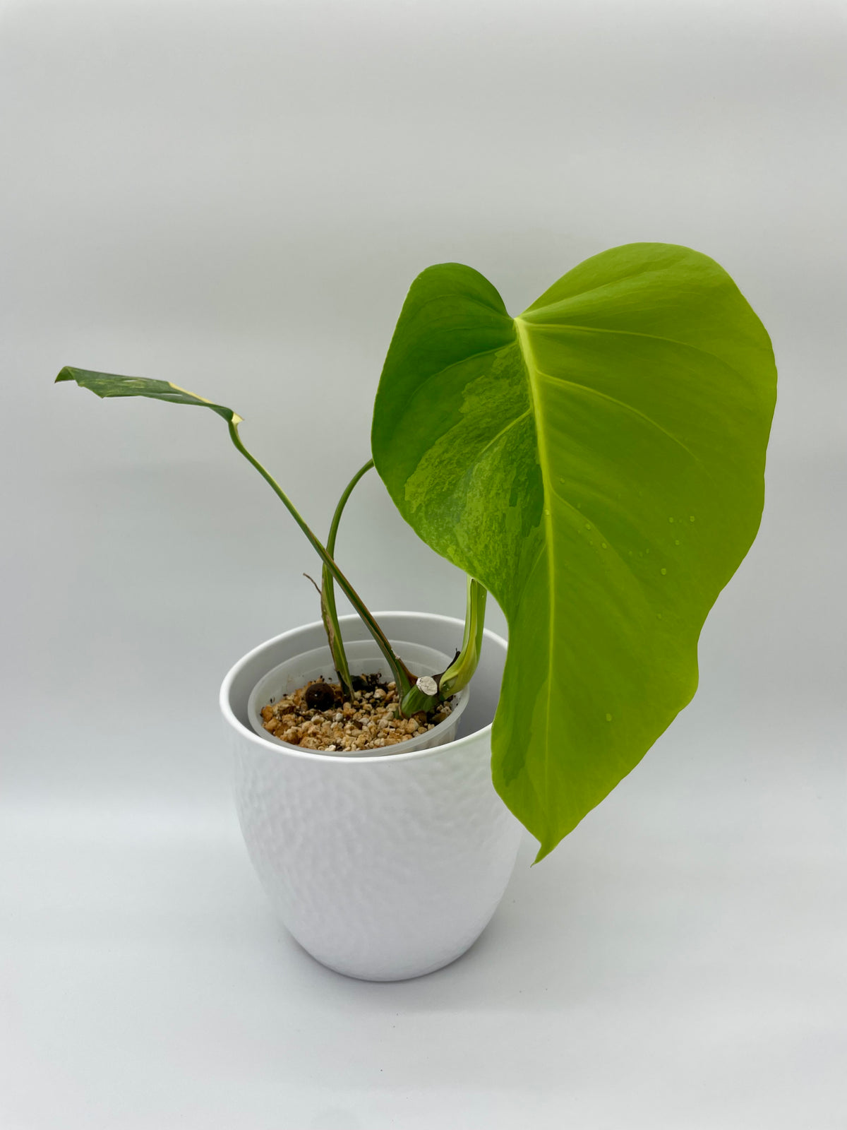 Monstera Aurea Var.