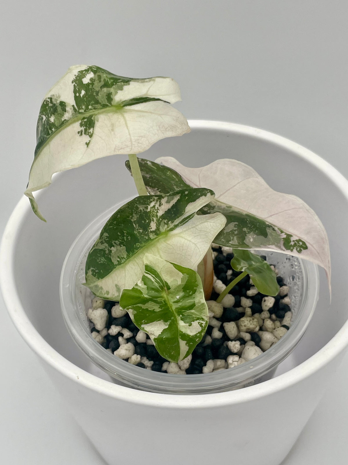 Alocasia Polly Pink Snowflake TC 02
