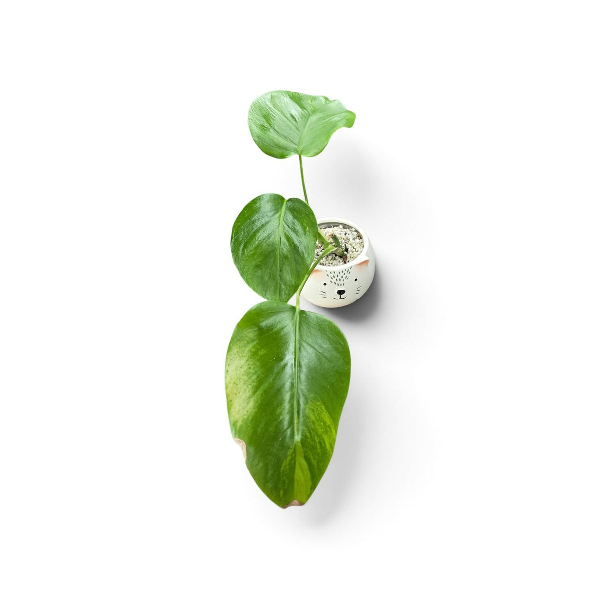 Monstera Deliciosa Green On Geen