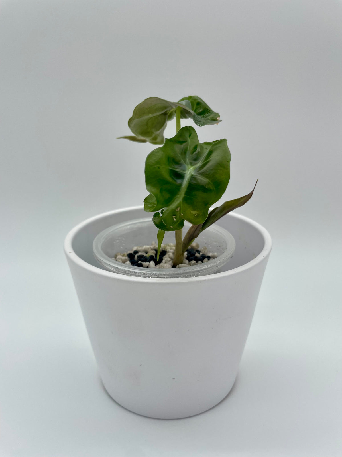 Alocasia Venom TC 01
