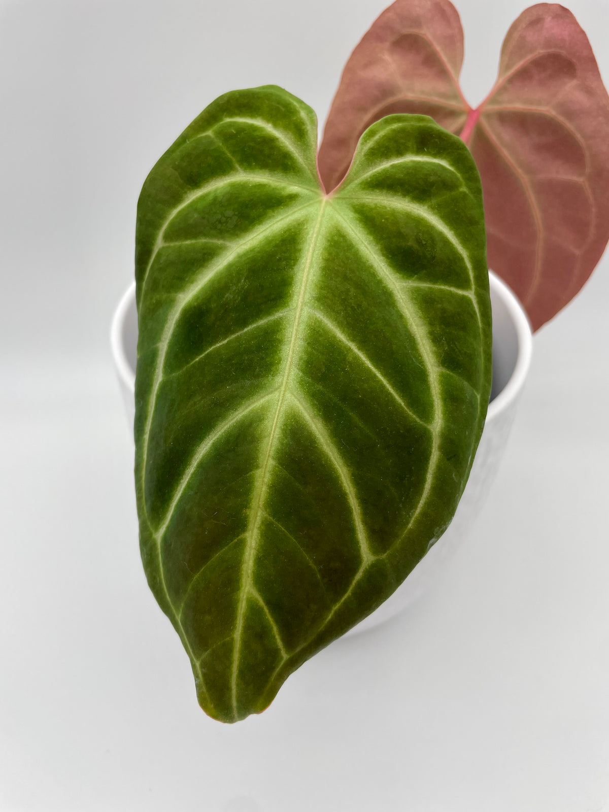 Anthurium Besseae aff