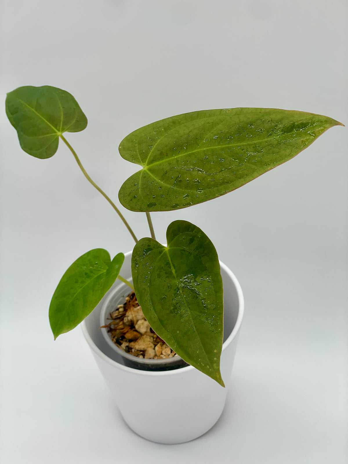 Anthurium (Magnif x Moronense) x Papillillaminum