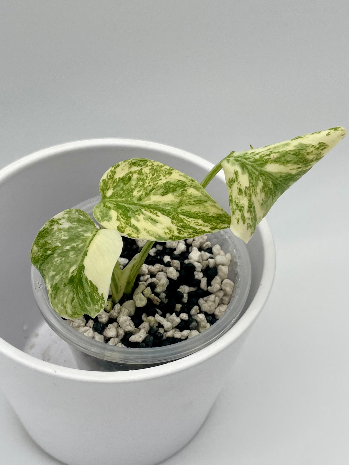 Monstera Legacy Var. TC 03