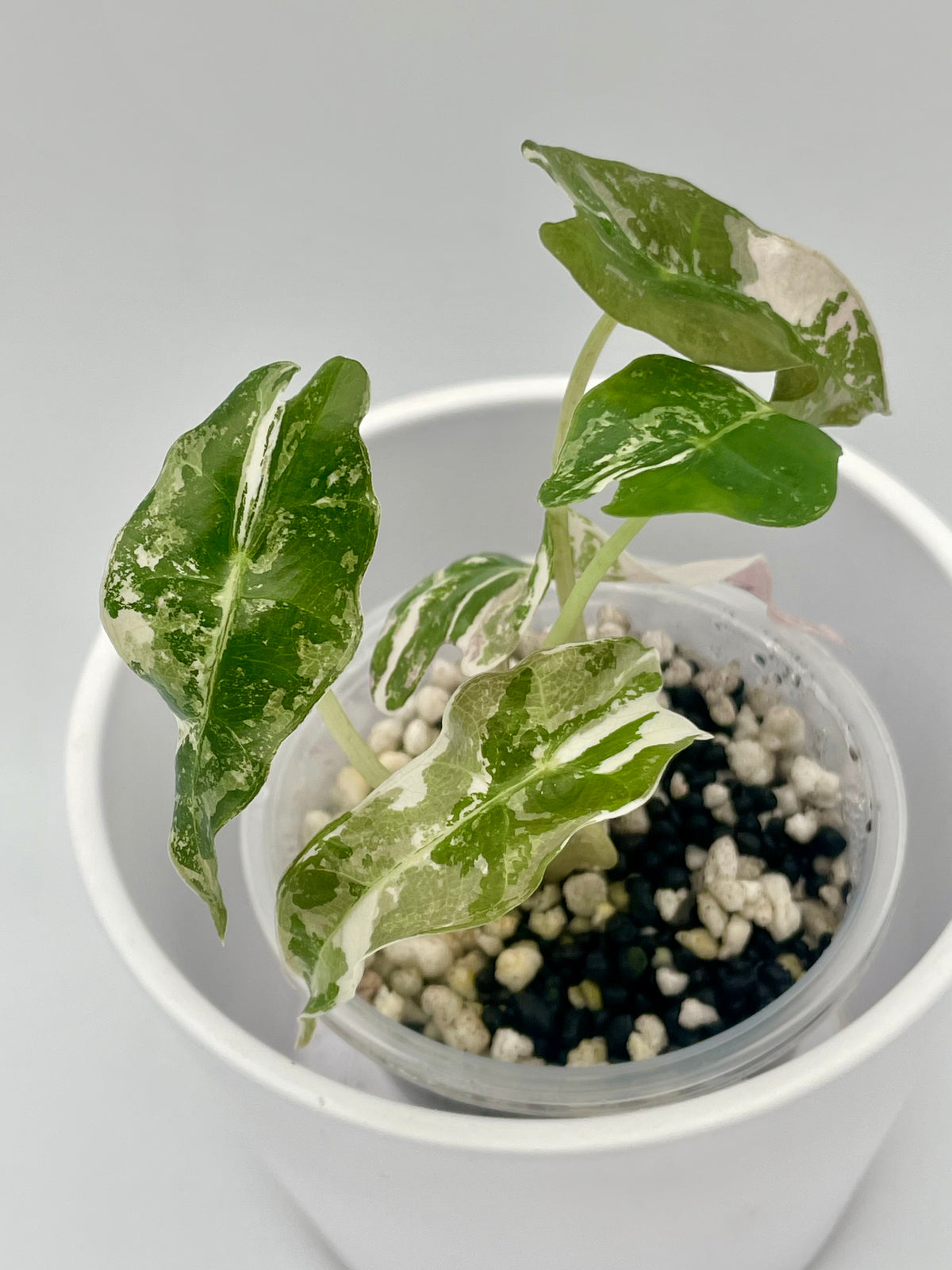Alocasia Polly Pink Snowflake TC 04