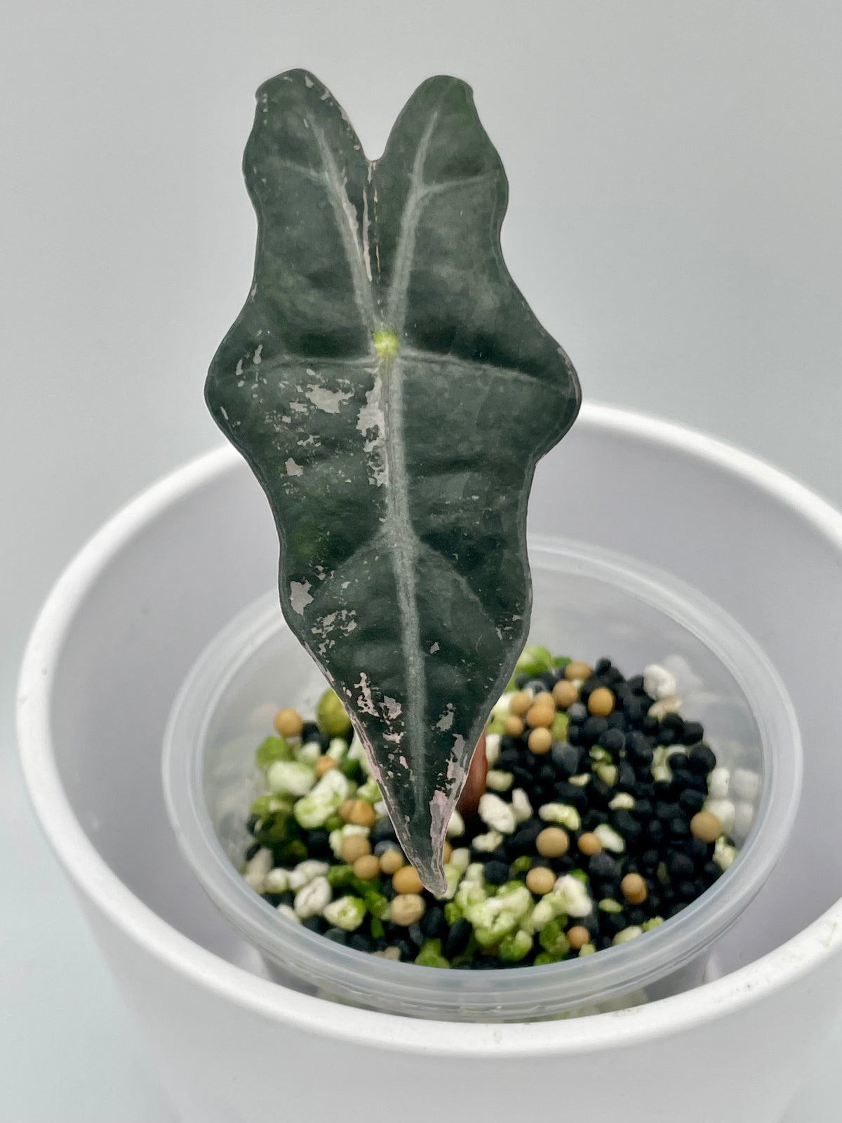 Alocasia Nobilis Pink Var.