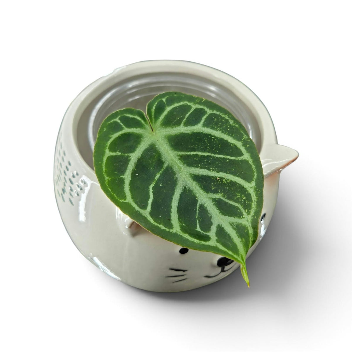 Anthurium Magnificum X Chrystalinum