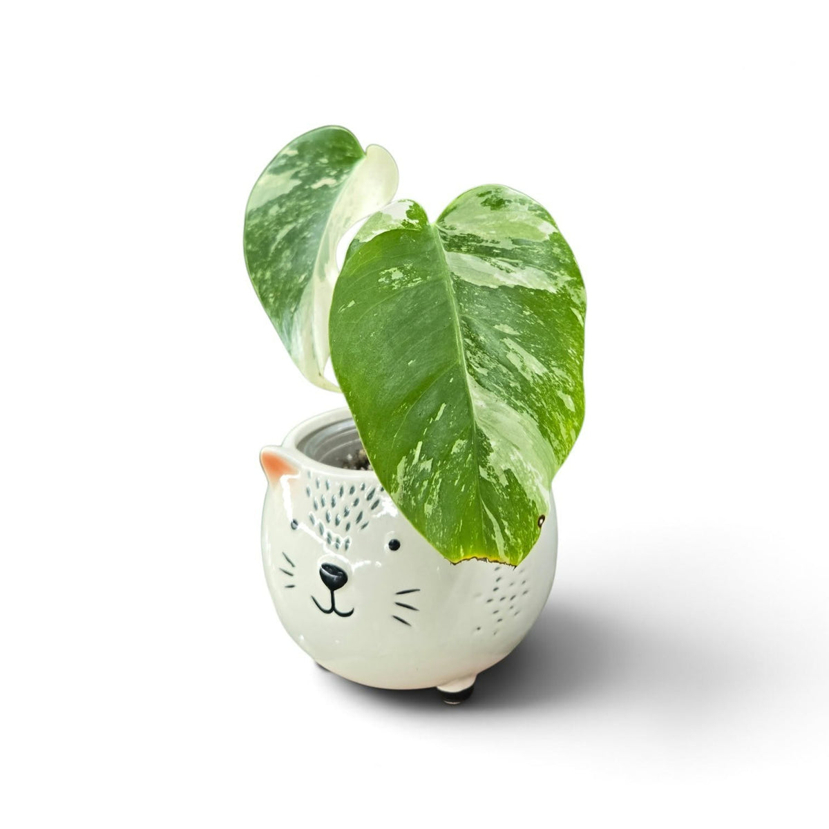 Monstera Borsigiana Albo
