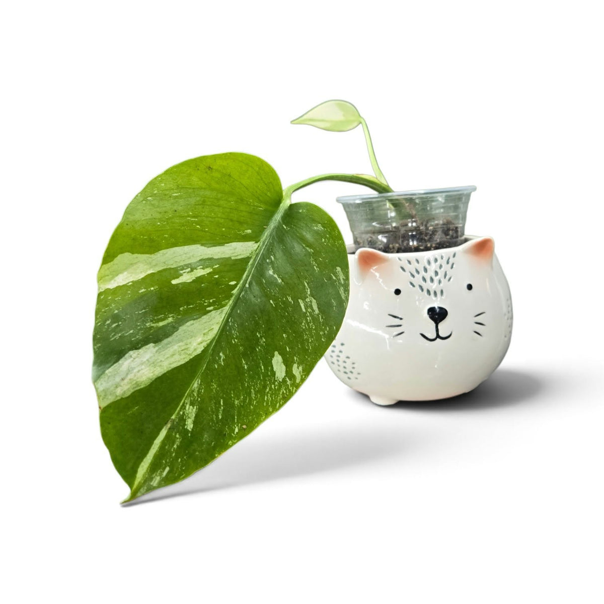 Monstera Jungle Mint