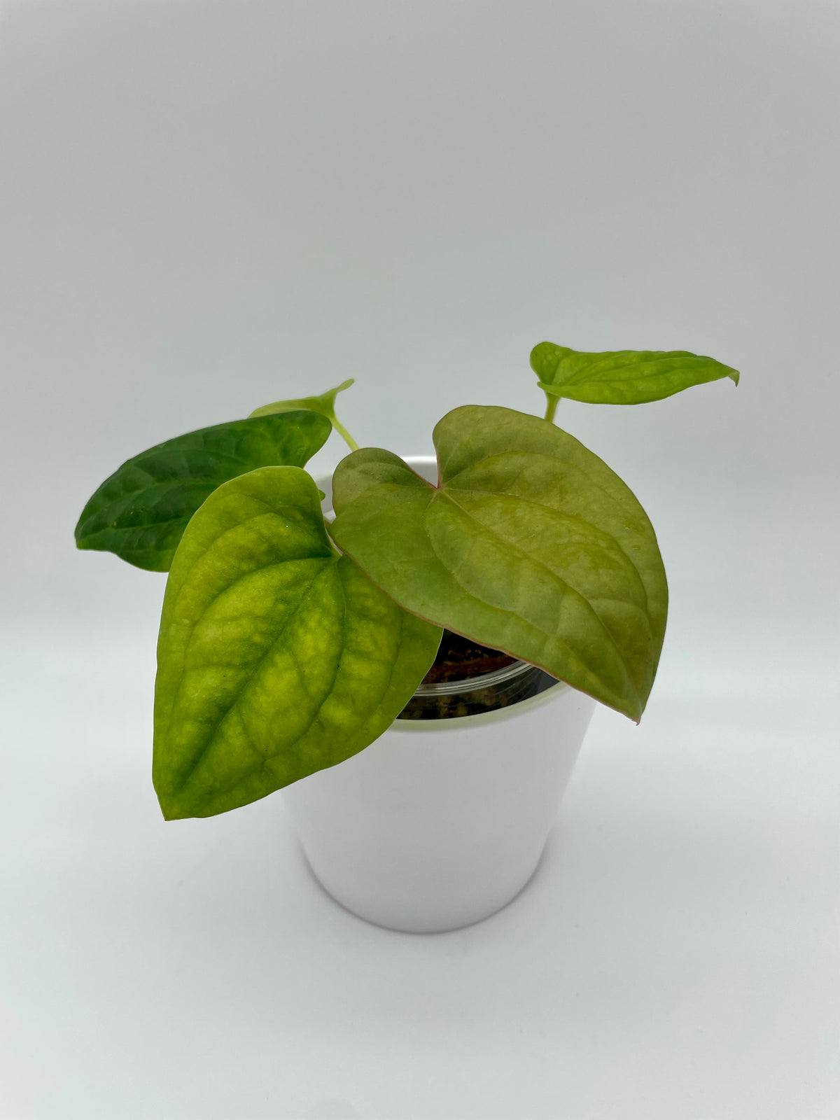 Anthurium Hybrid Dressleri x Luxurians 05