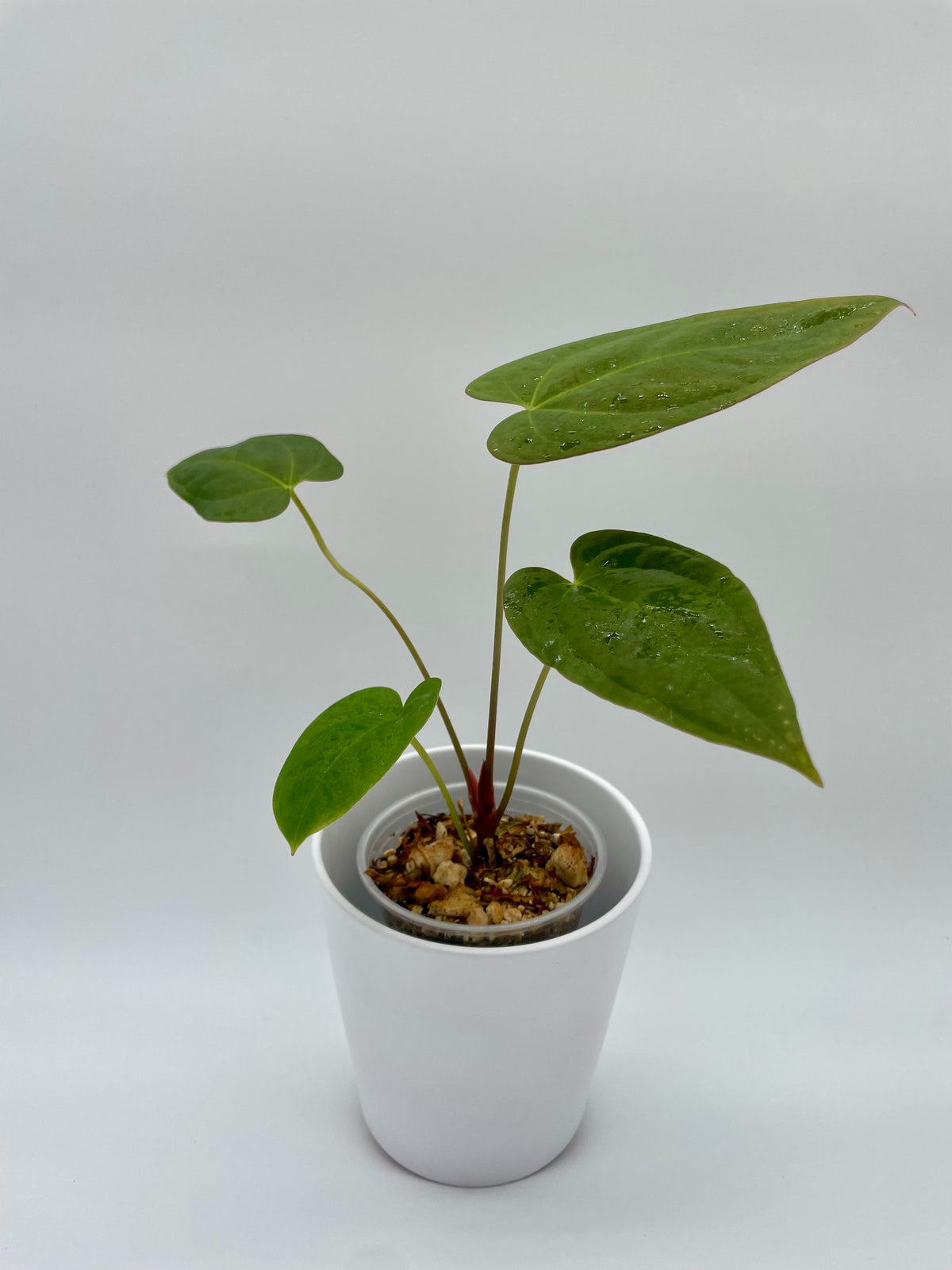 Anthurium (Magnif x Moronense) x Papillillaminum