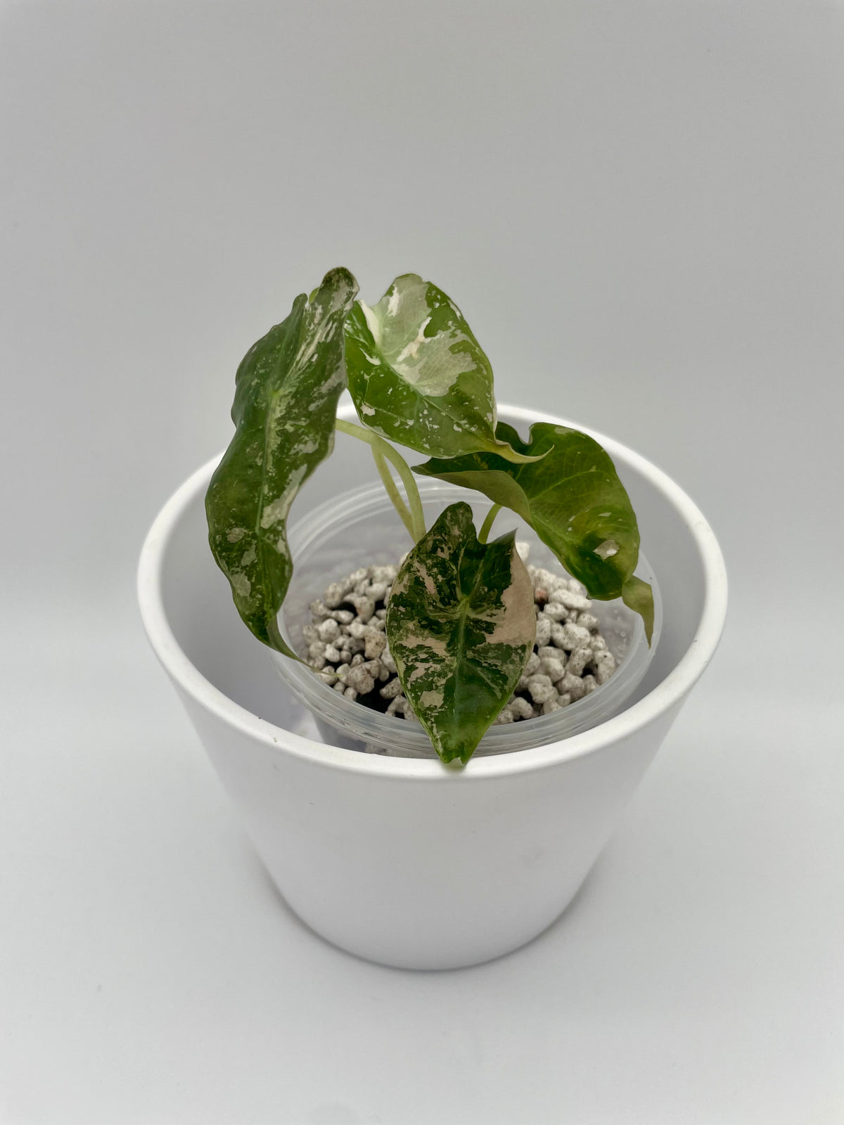Alocasia Polly Pink Snowflake TC 06