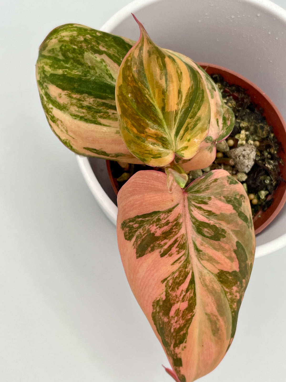Philodendron Micans Var.