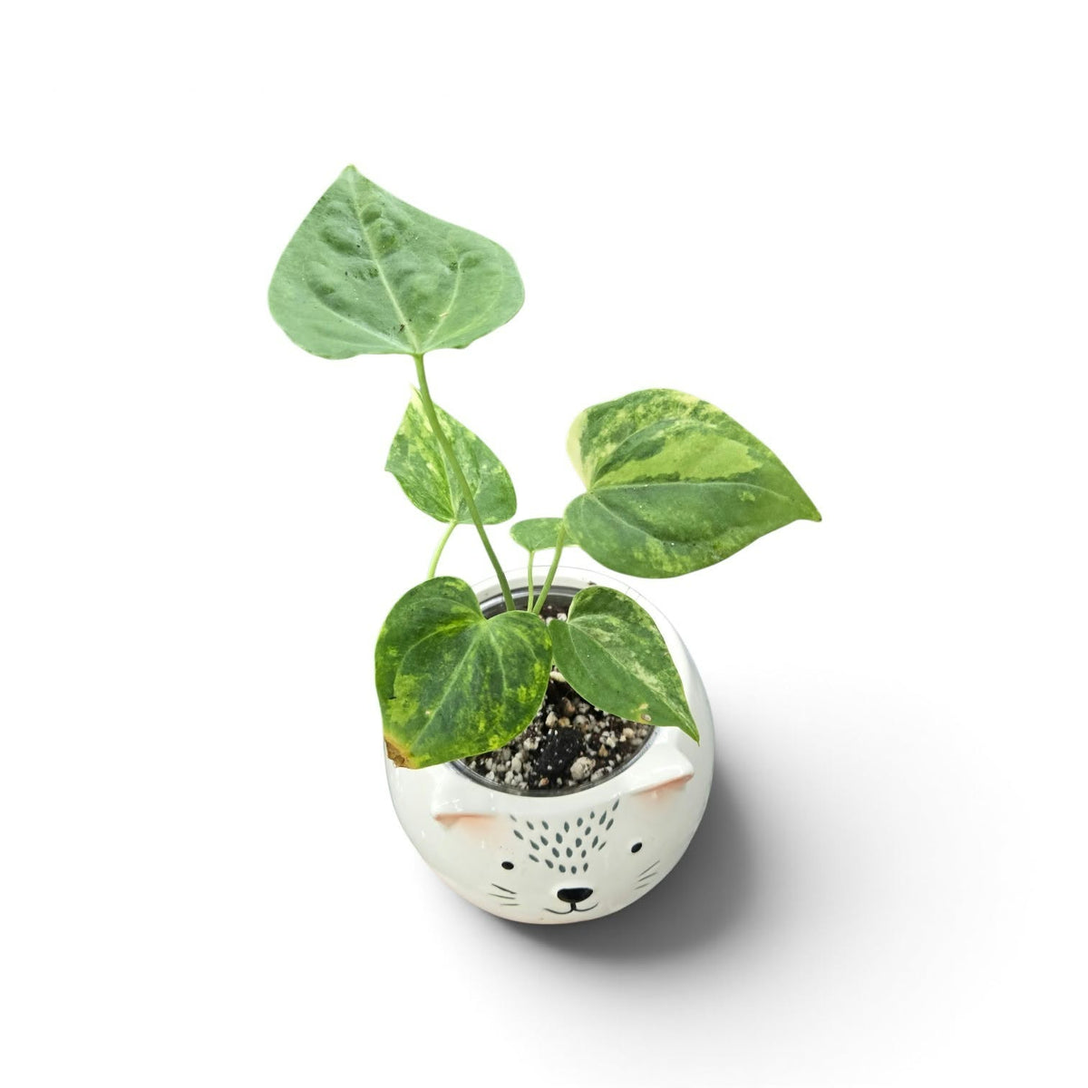 Anthurium Clarinervium Var