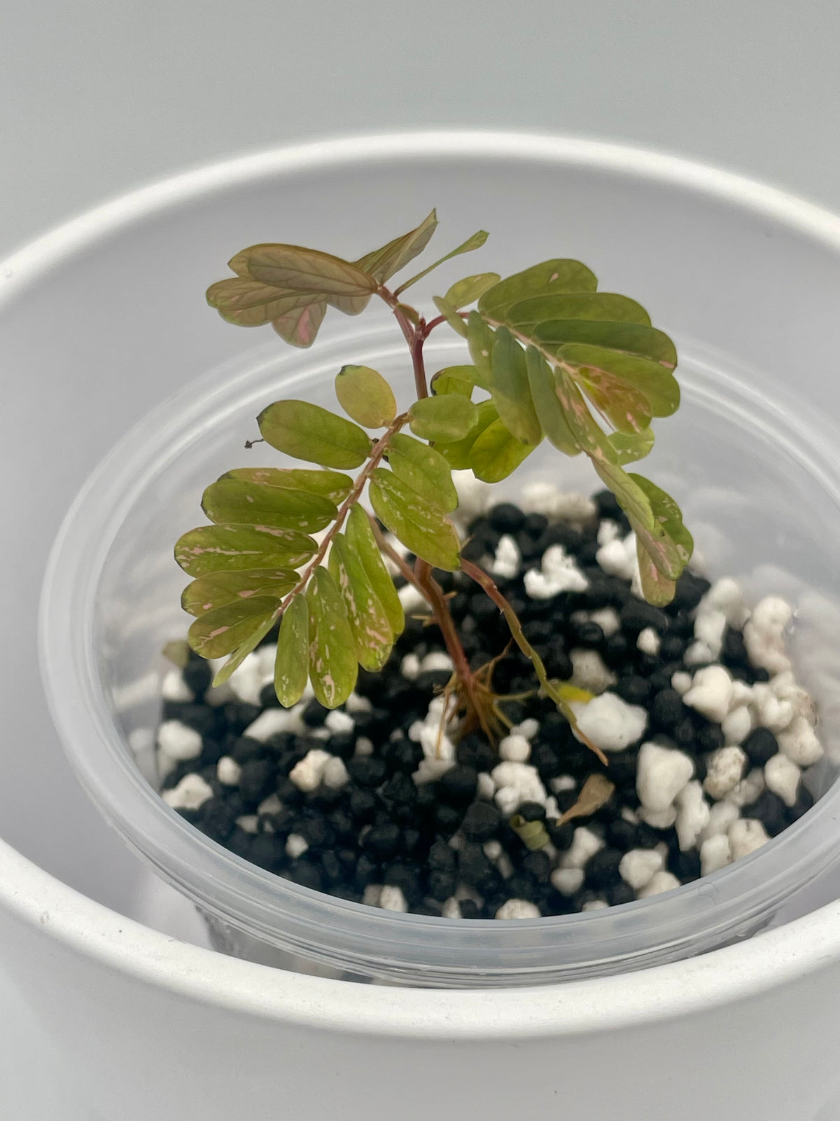 Phyllanthus Urinaria Pink Var. TC