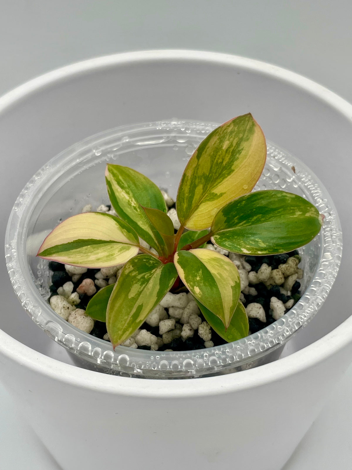 Philodendron Red Congo TC 03