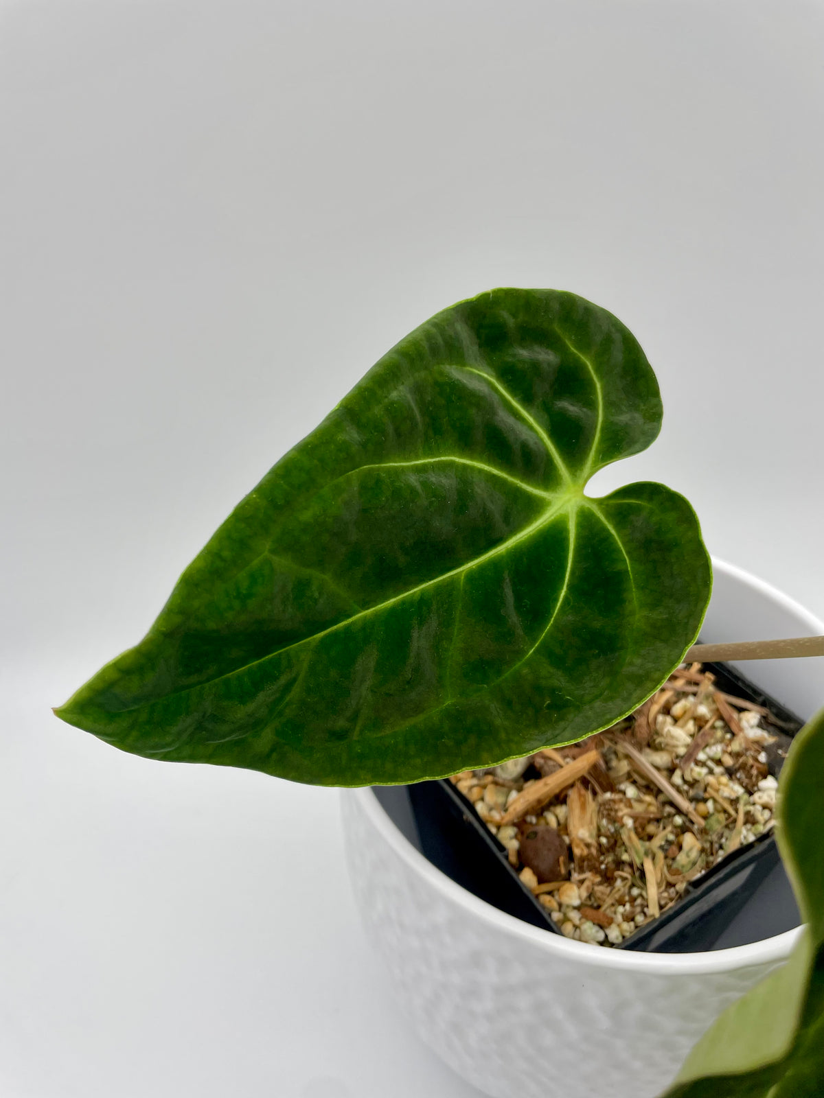 Anthurium Besseae aff 01