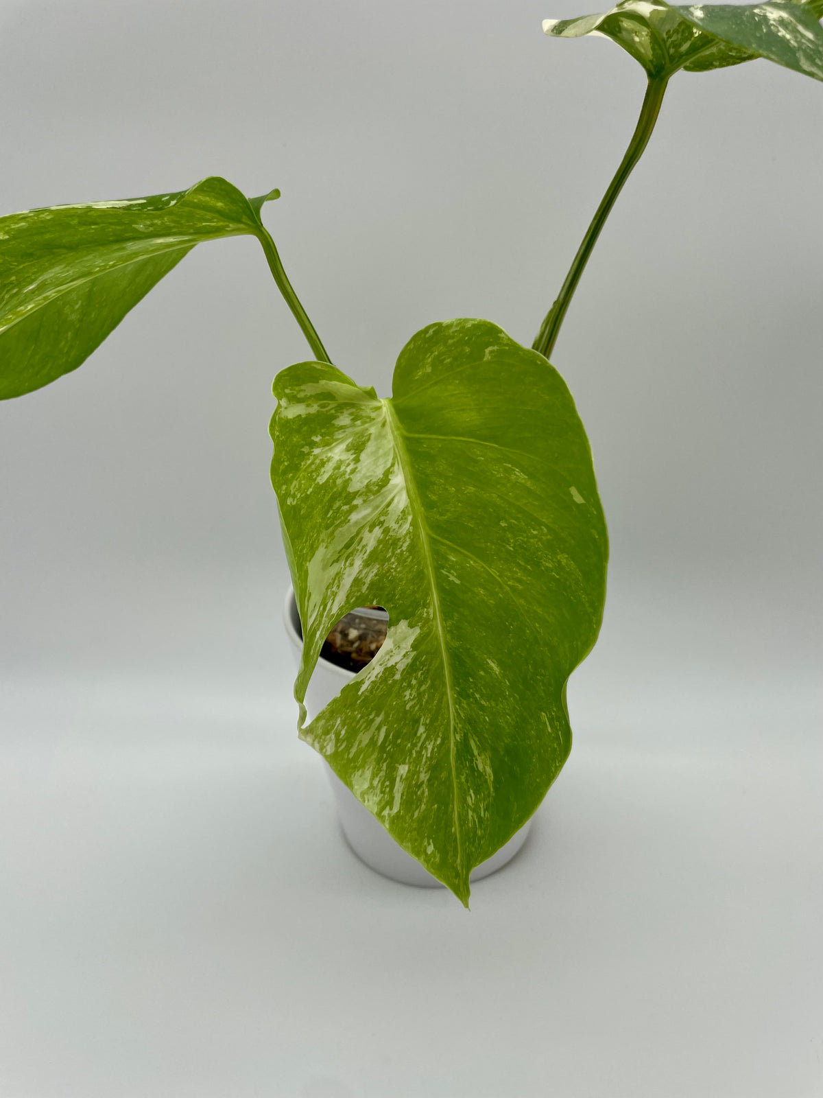 Monstera Albo Var.