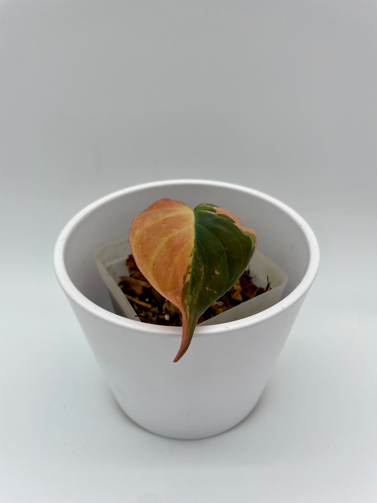 Philodendron Micans Var. 01