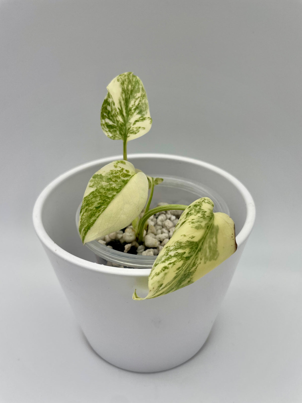 Monstera Legacy Var. TC 02