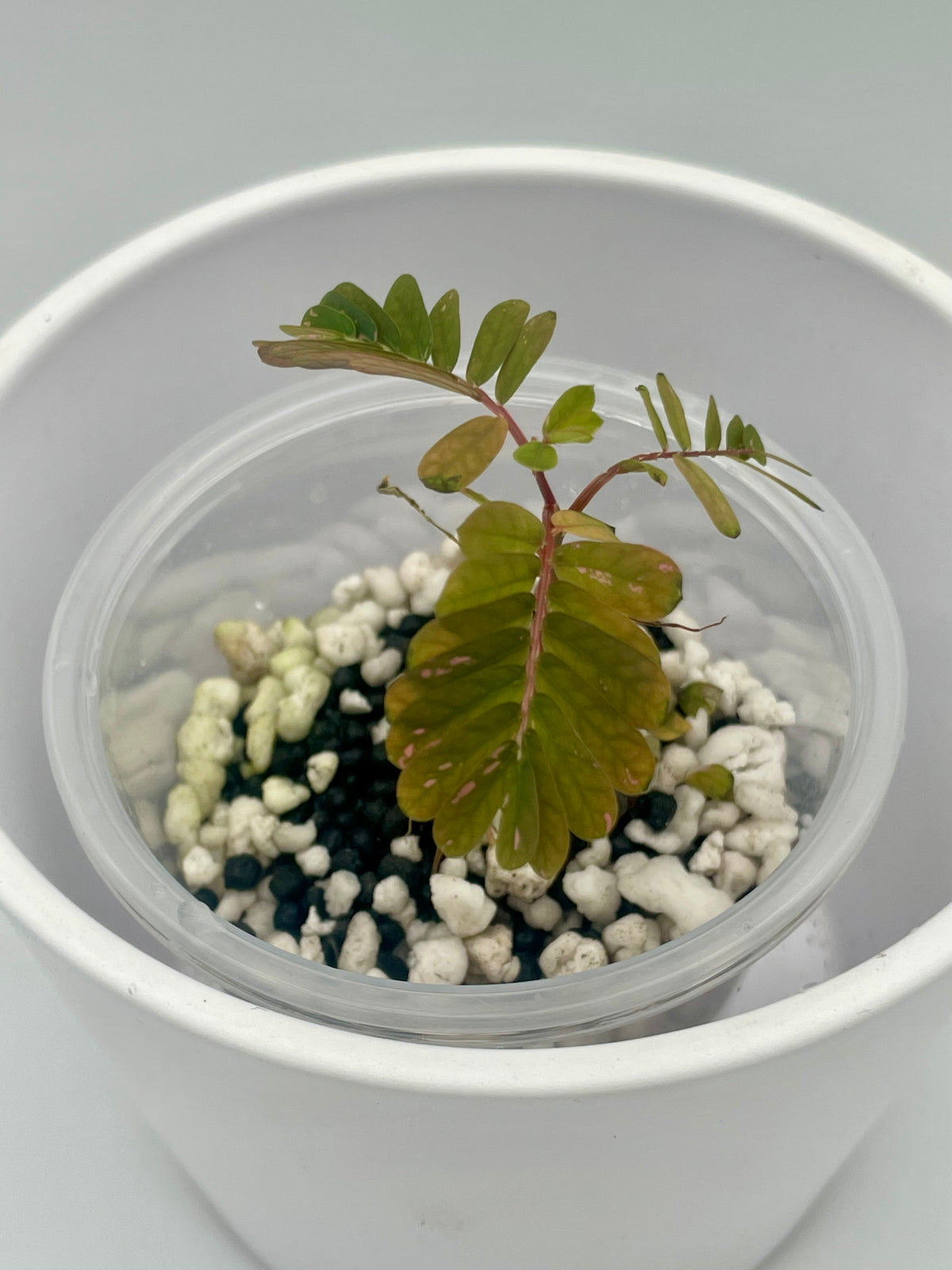 Phyllanthus Urinaria Pink Var. TC 01
