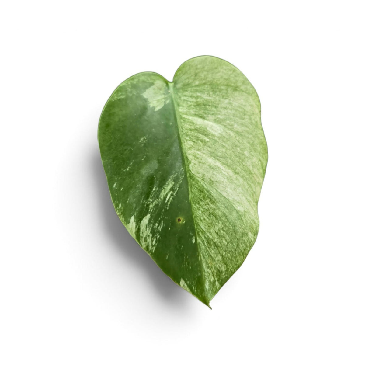 Monstera Jungle Full Mint