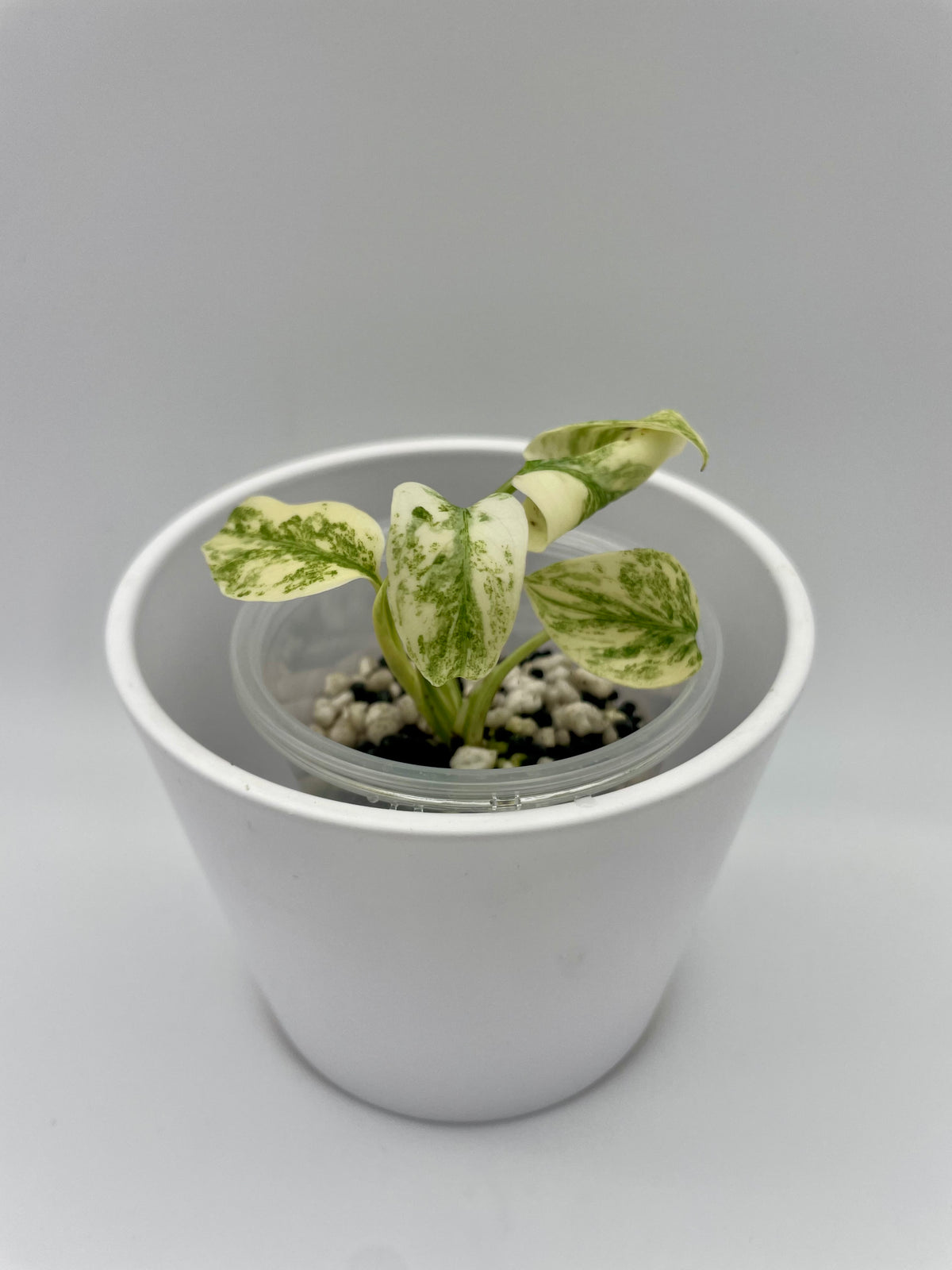 Monstera Legacy Var. TC