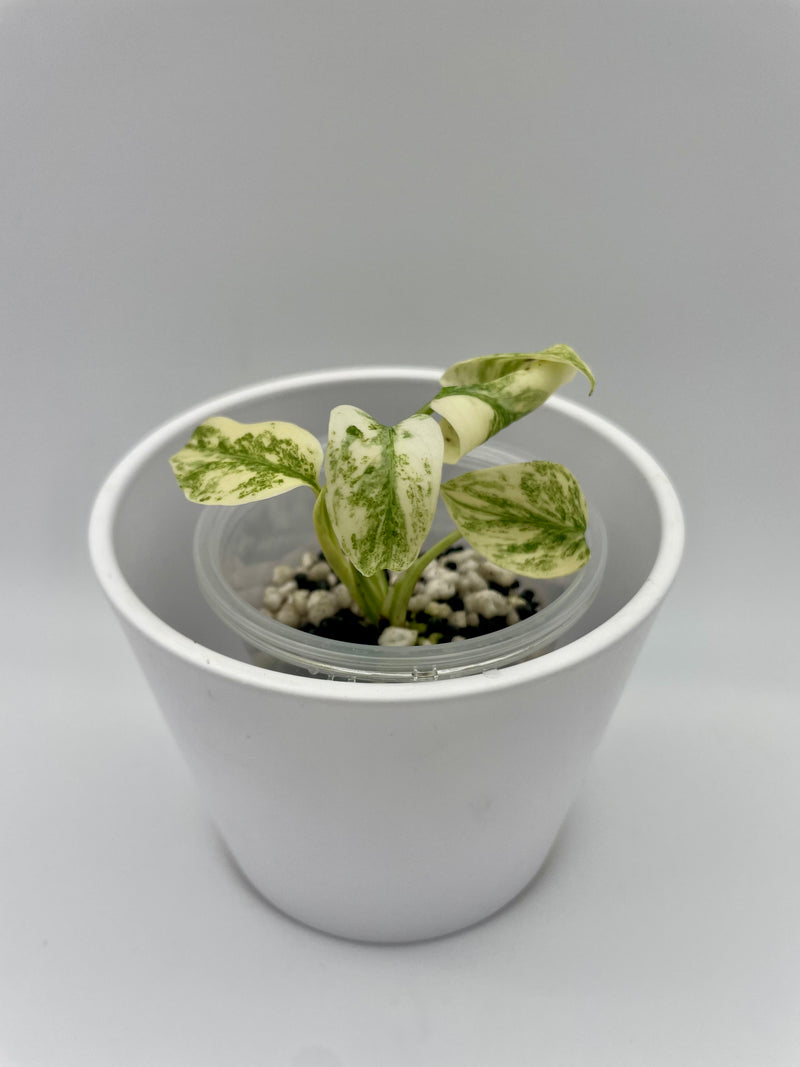 Monstera Legacy Var. TC