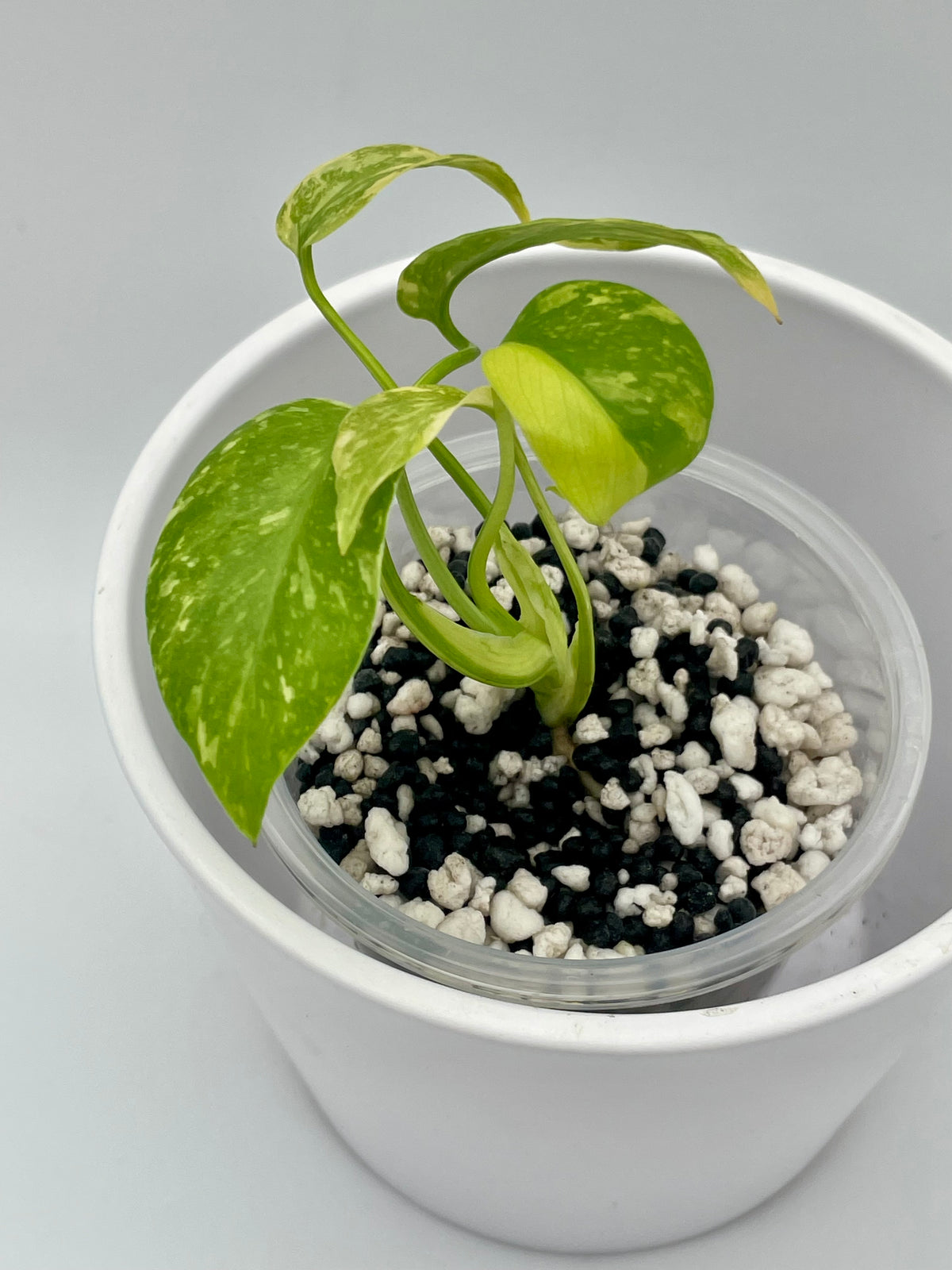Monstera deliciosa 'Electrolyte' TC