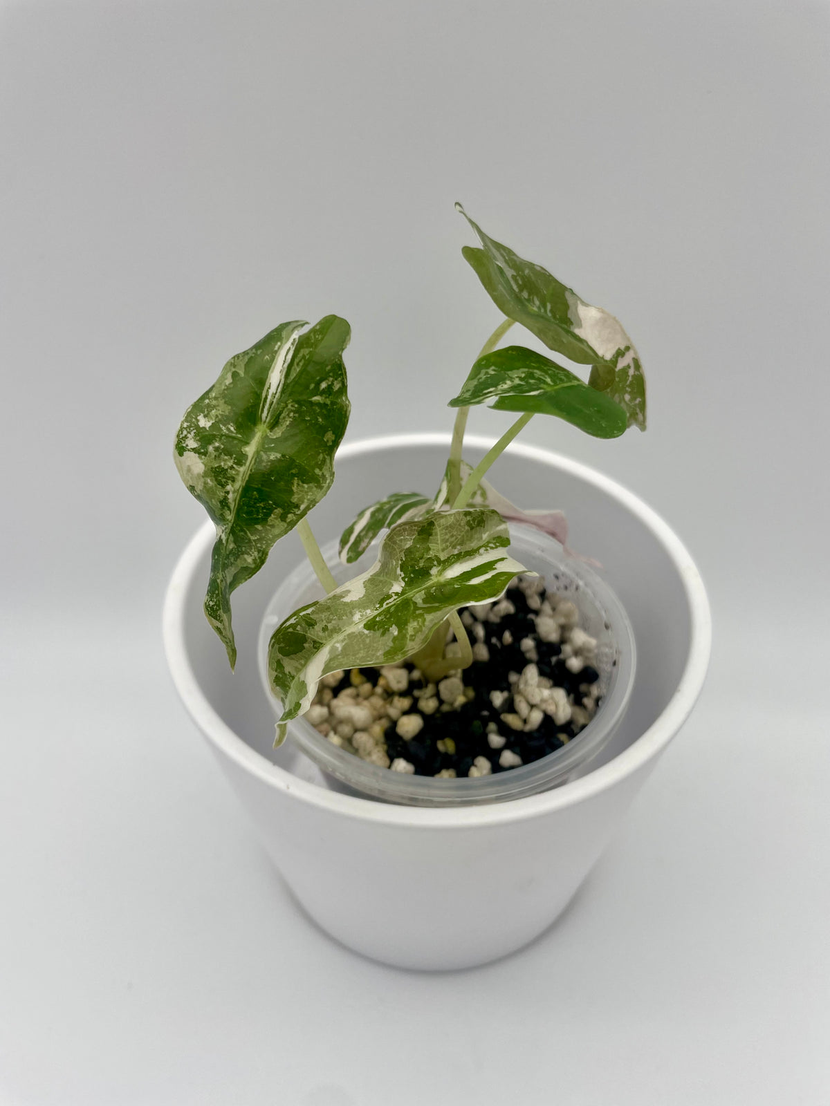 Alocasia Polly Pink Snowflake TC 04