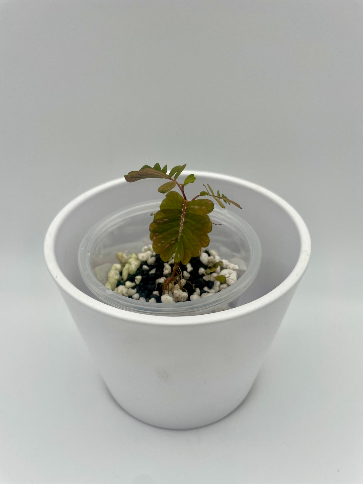 Phyllanthus Urinaria Pink Var. TC 01