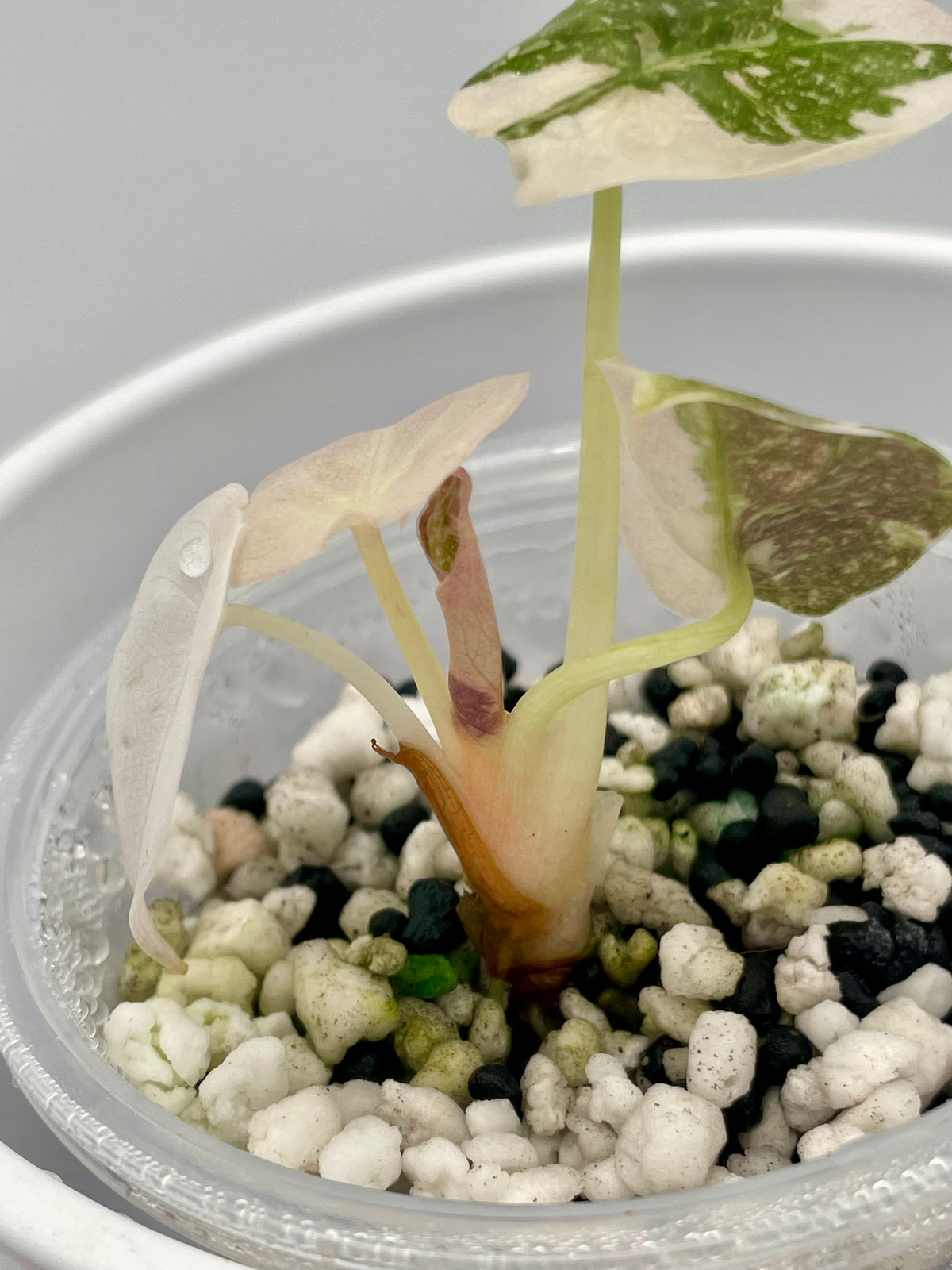 Alocasia Cuprea Pink Var. TC 01