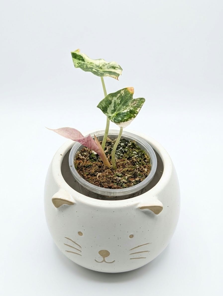 Alocasia Polly Pink Grade A -Snowflake TC