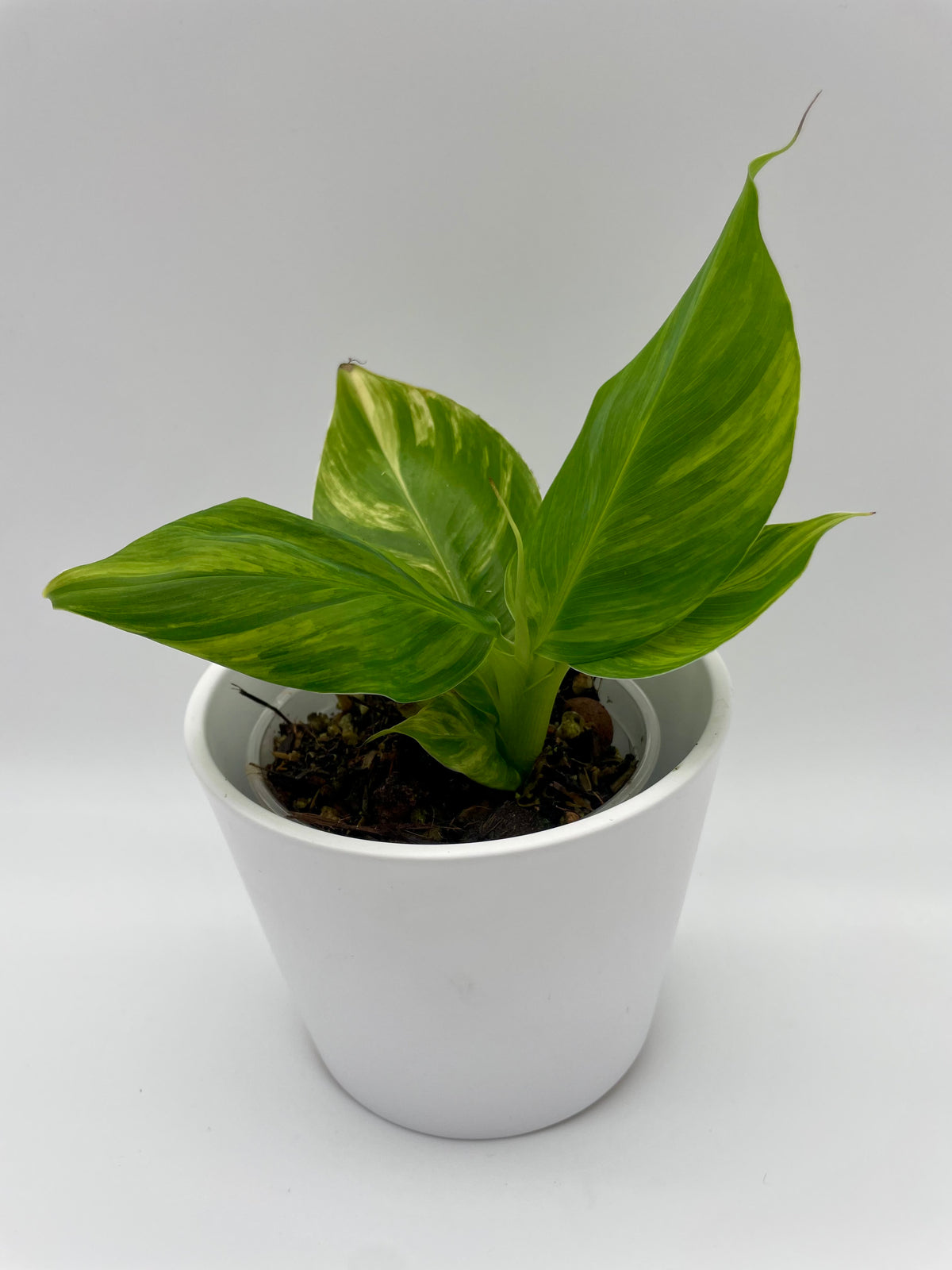 Musa Acuminata Aurea Var.