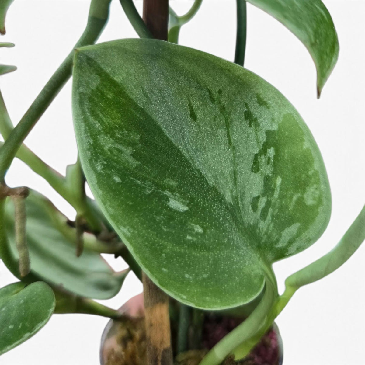Scindapsus Pictus Silvery-ann